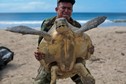 Żółwie oliwkowe składały jaja na plaży w Nikaragui