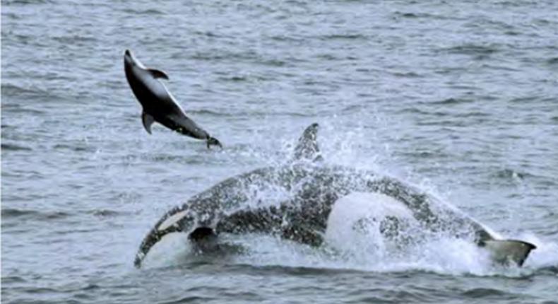 A dolphin soars through the air as it falls prey to a killer whale near Big Sur, California.Josh McInnes et al. Plos ONE, 2024 (CC-BY SA 4.0)