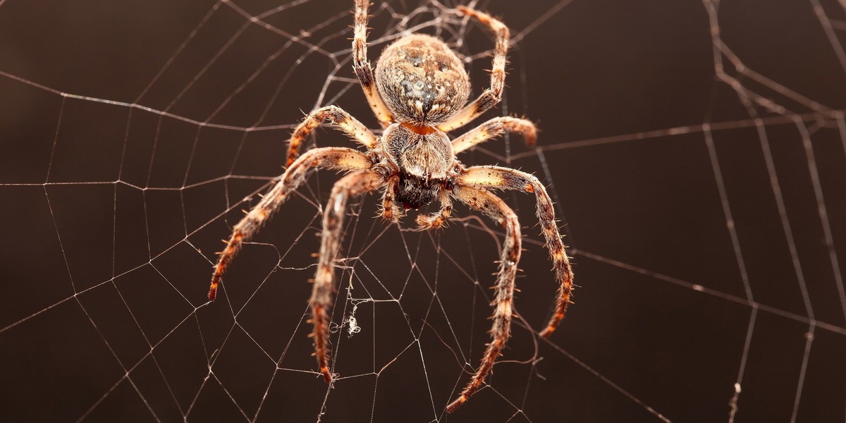 Najczęściej ludzie boją się węży a zaraz po nich pająków. Na arachnofobię cierpi cztery razy więcej kobiet niż mężczyzn