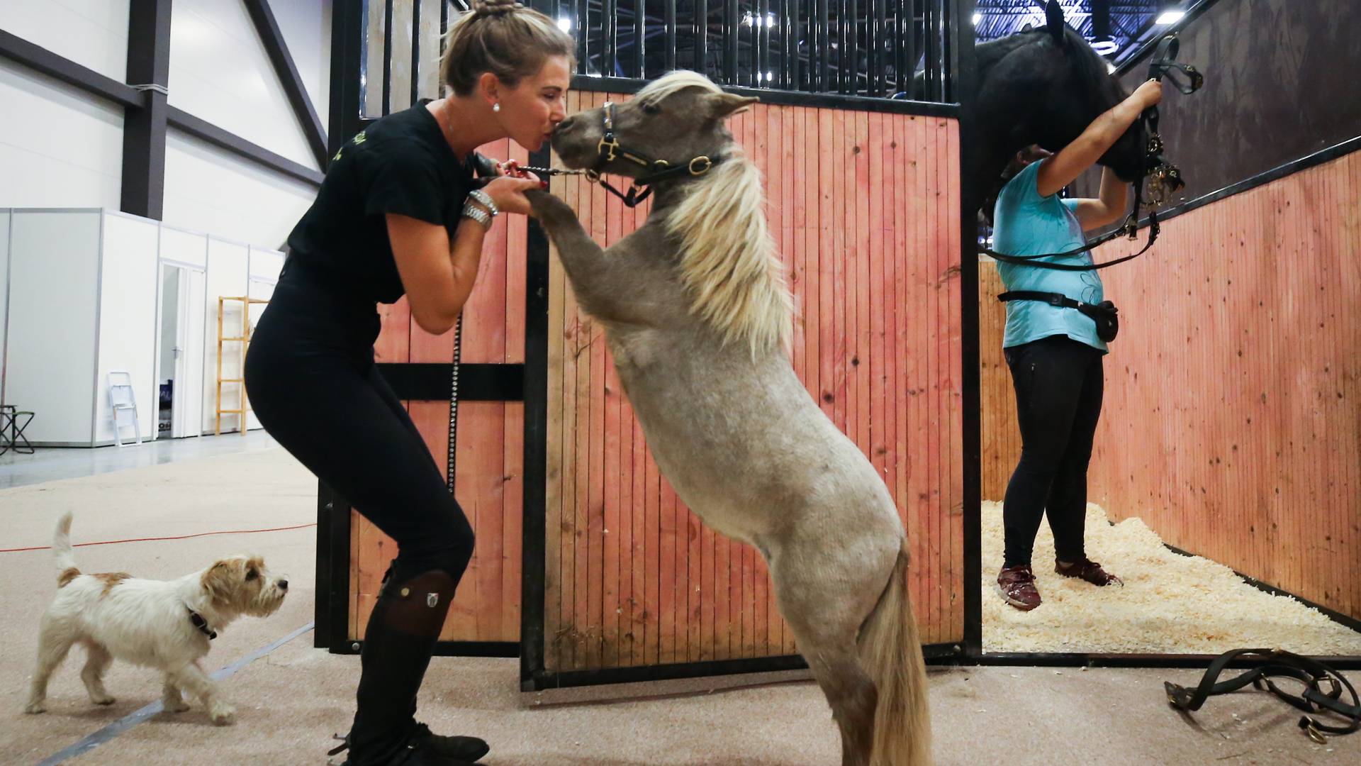 Napi zabálnivaló: Megtalálták a világ legkisebb lovát