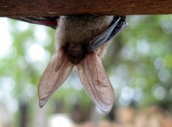 Nietoperze z Bytomia uratowane