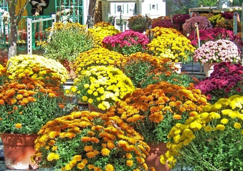 Raznobojno cveće ne izložbi