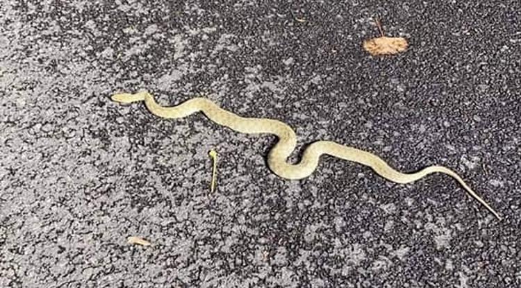 A veszélyes kígyó, amely a Semmelweis Egyetem Elméleti Tömbjének udvarán kóricál