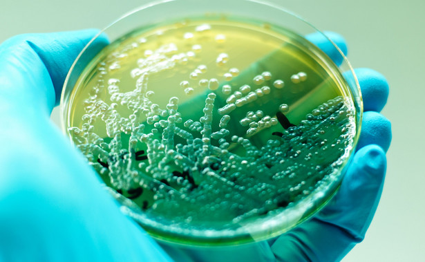 Bakterie, Pseudomonas aeruginosa, badanie w laboratoriu