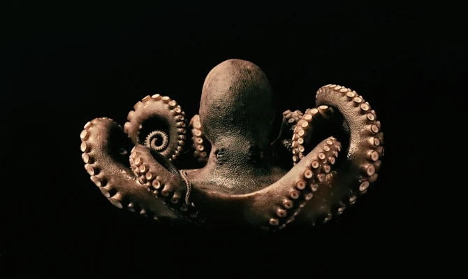 Gledajući hobotnicu kako rešava problem, ne možemo a da ne osetimo divljenje