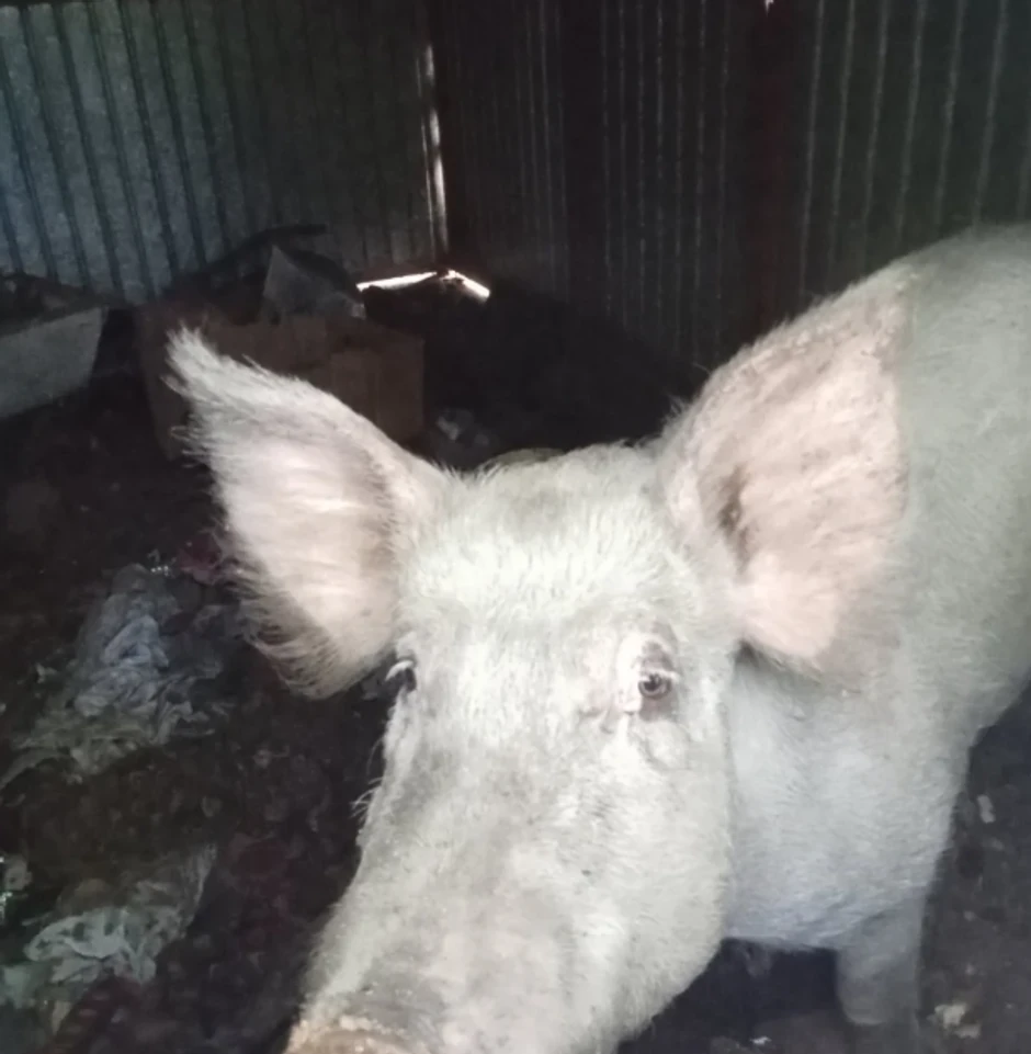 Nestala krmača Bela