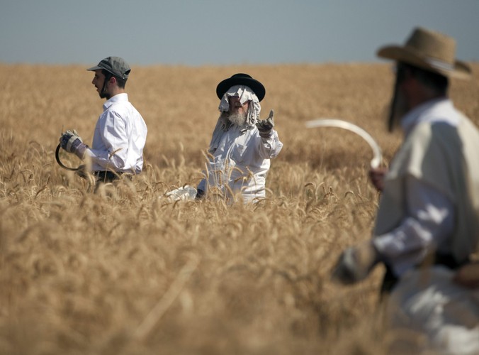 Żydowskie święto Szawuot