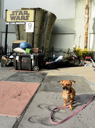 Fani i... ich psy czekają na premierę 'Gwiezdnych wojen'