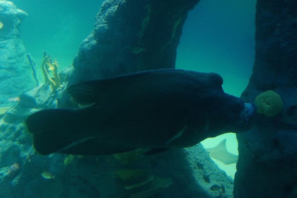 ZOO Wrocław Afrykarium Afryka zwierzęta oceanarium