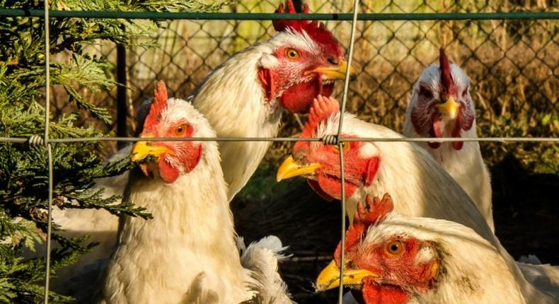 The Kenyan and Rwanda governments have banned importation of poultry and poultry products from Uganda after the avian bird flu eas detected