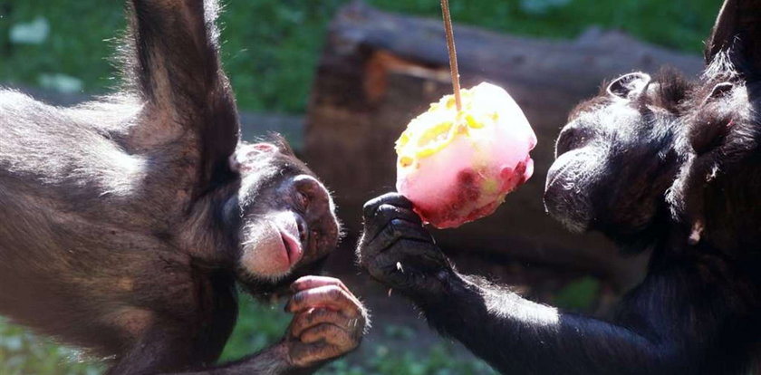 Małpy też kochają lody!
