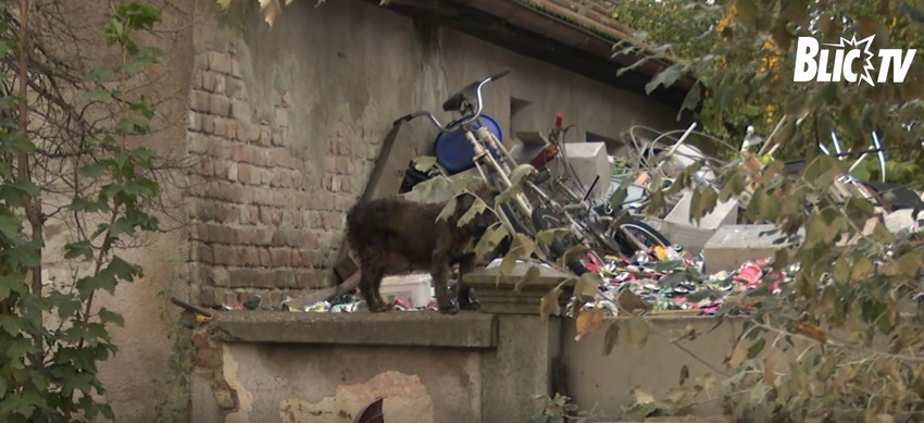 Pas koji je ujeo Draganu