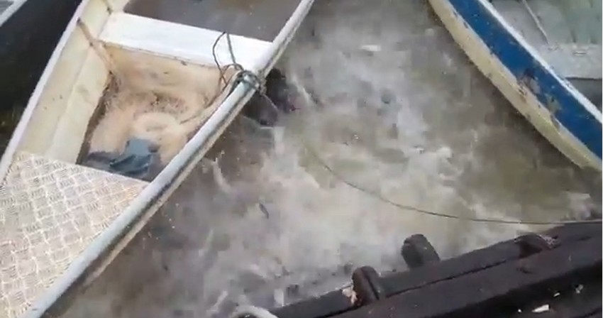 Meso u vodi punoj pirana nestaje u treptaju oka