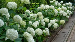 zrób to w marcu, aby twoje hortensje nie pokładały się latem. ten sprytny patent skutecznie usztywni łodygi i podtrzyma ciężkie kwiaty jak zrobić podpory do hortensji