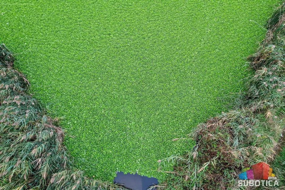 Vodena salata na Palićkom jezeru