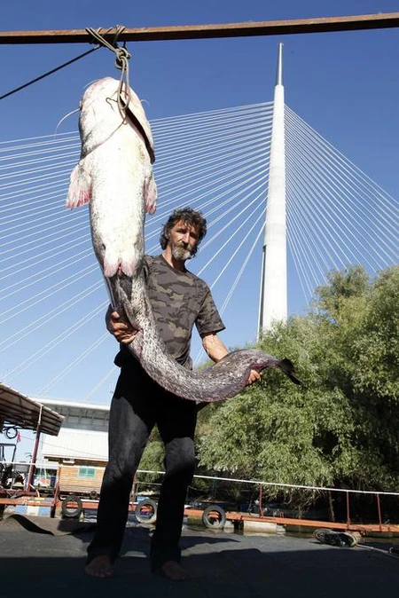 Dragoljub Kovačević, Sava