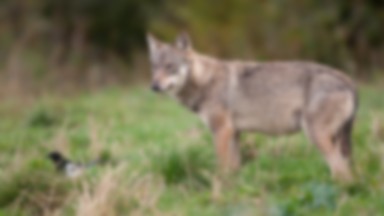 Ktoś zastrzelił najbardziej znanego roztoczańskiego wilka. To prawdopodobnie myśliwy