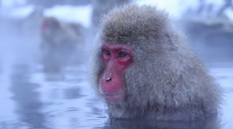 Láttál már meditáló majmokat? Belső béke kimaxolva