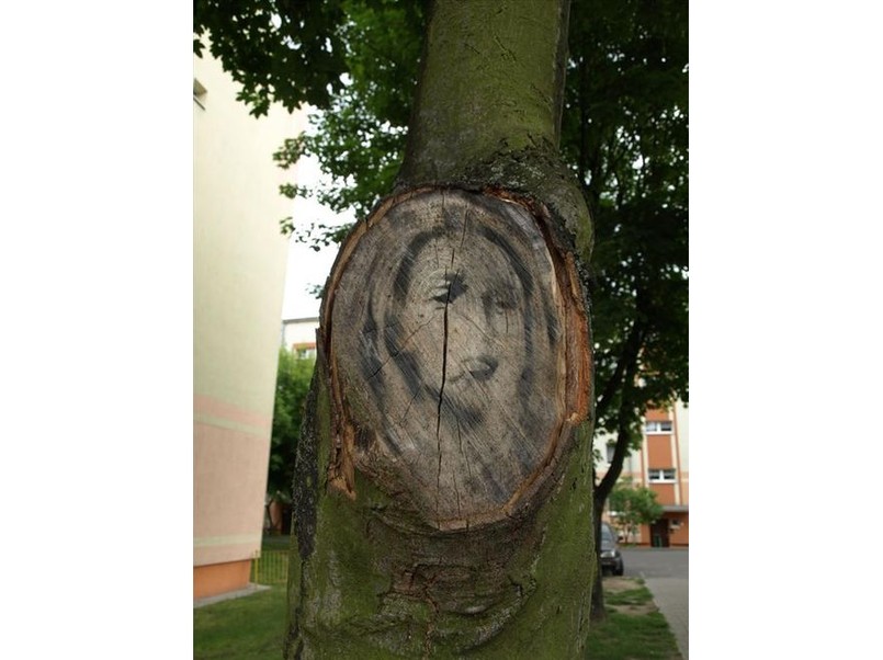 Cud w Międzyrzeczu? Mata Boska na pniu drzewa?