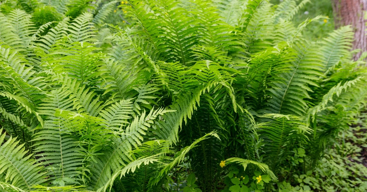 Oto sekret bujnej paprotki. Wystarczy, iż zrobisz to raz w tygodniu