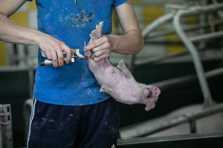 Andrew Skowron fotografuje prawdziwe życie zwierząt na fermach przemysłowych, fot. Andrew Skowron