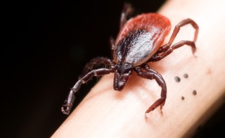 Ta grupa krwi najbardziej przyciąga kleszcze. Wyniki badań czeskich naukowców