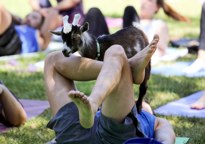 JOGA Z KOZAMI. NOWA MODA NA ZDROWIE