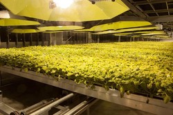 Tytoń pomoże pokonać koronawirusa? Trwają testy szczepionki przeciwko COVID-19