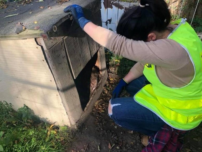 Robaki zjadały psa żywcem, pod okiem pani. Właścicielka skazana na karę więzienia