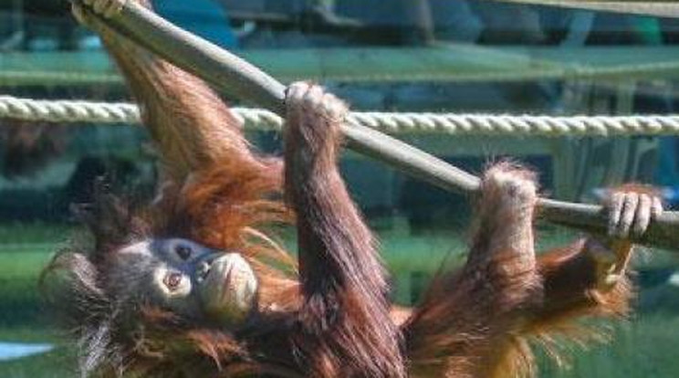 Tündéri! Így játszott a nyíregyházi állatkert kis orangutánja