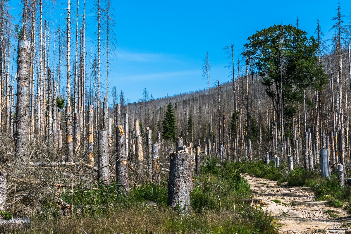 Las w Górach Harz, Niemcy