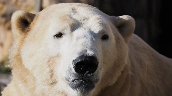 Niedźwiedzie zyskają więcej swobody i lepsze warunki do życia. Ich nowy wybieg będzie znacznie większy od dotychczasowego, zajmie również niewykorzystaną do tej pory dolinkę.