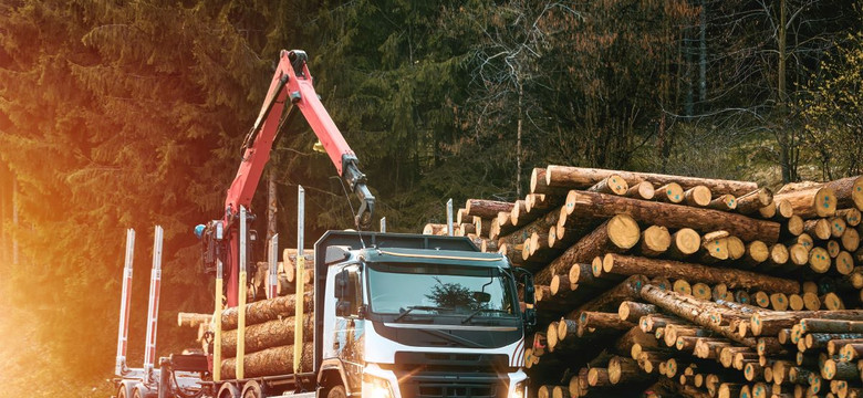 Wycinka drzew do zmiany? Petycja w Sejmie