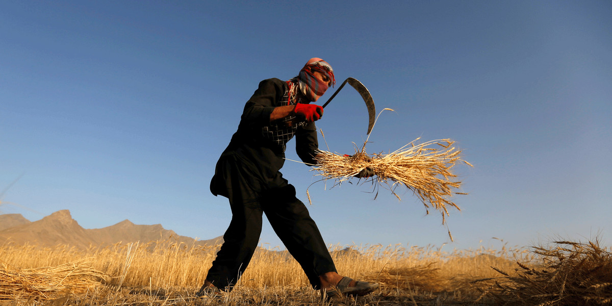 An Afghan man harvesting wheat on the outskirts of Kabul, Afghanistan.
