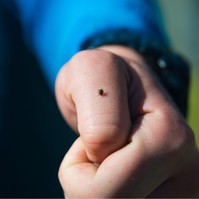 7 kevésbé ismert betegség, amiket a fertőzött kullancsok terjeszthetnek