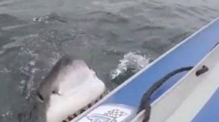 Így harap ki a cápa egy darabot a gumicsónakból – videó
