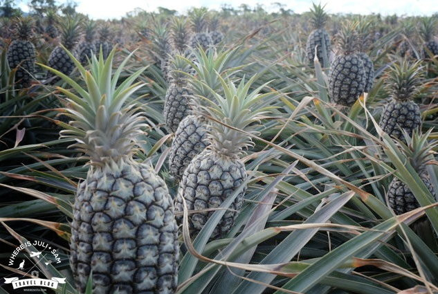 Plantacja ananasów godzinę od miasta, fot. whereisjuli.com