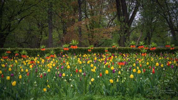 Warszawa: w ciągu dwóch lat posadzono blisko milion tulipanów. Teraz kwitną