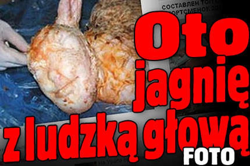 Oto jagnię z ludzką głową. FOTO