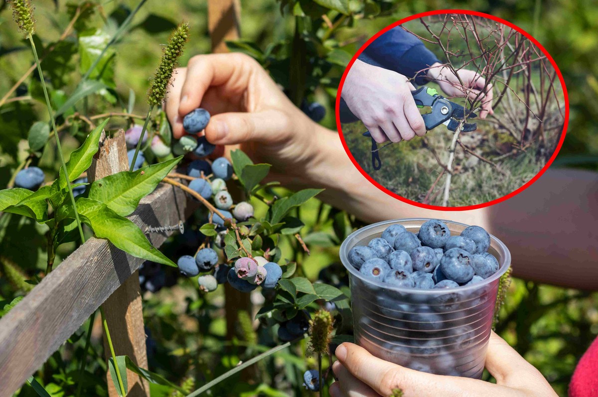 Gałązki borówki będą uginać się od owoców. Wystarczy jeden prosty zabieg