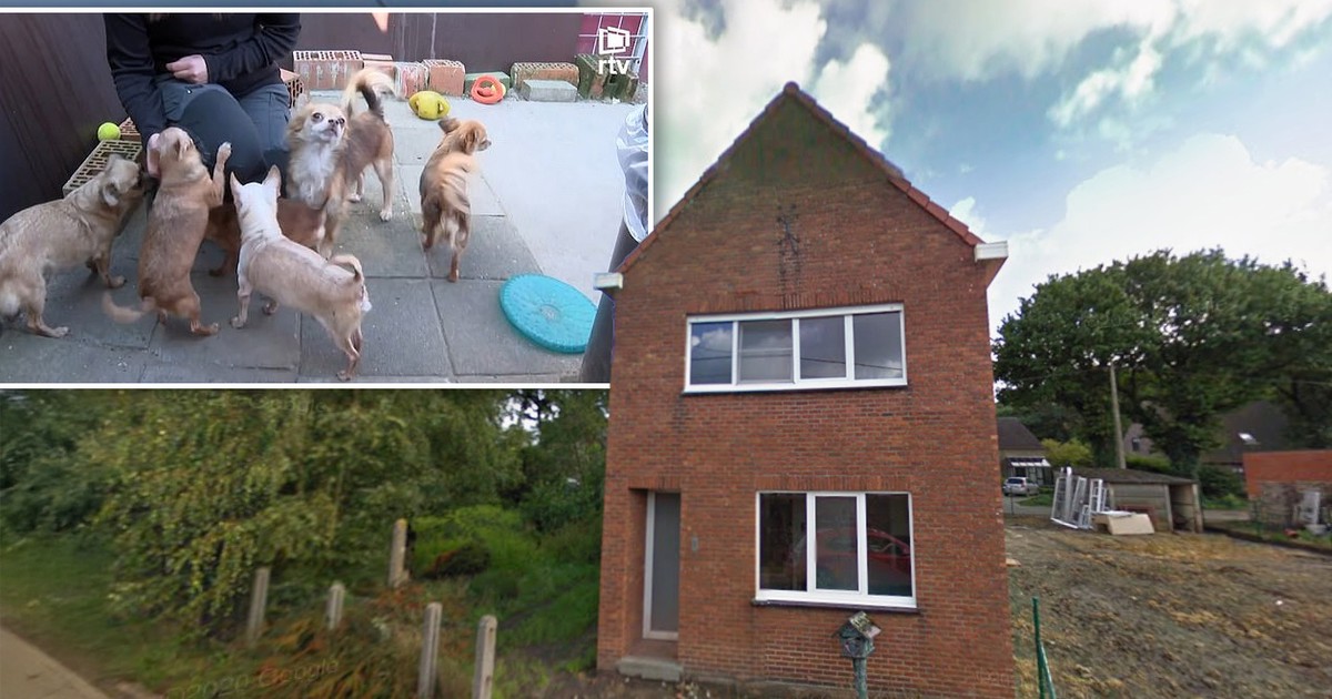 Tuż po ślubie trafił do kojca. Żona zrobiła z niego psa numer 61