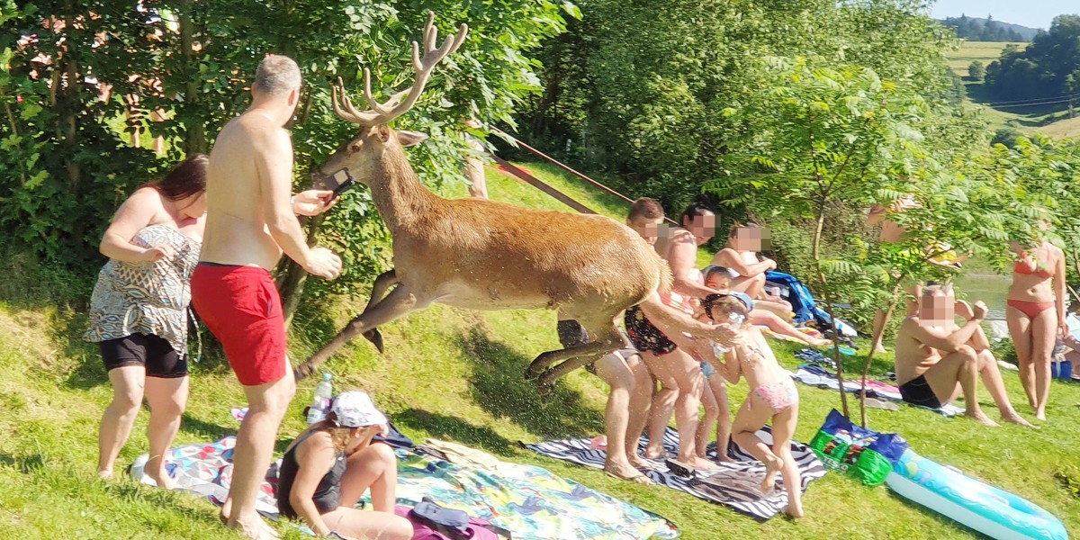 Zawóz: raniony jeleń wbiegł na plażę pełną turystów