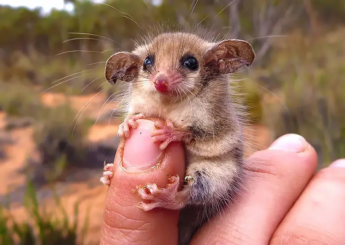 cute-possums-24__700