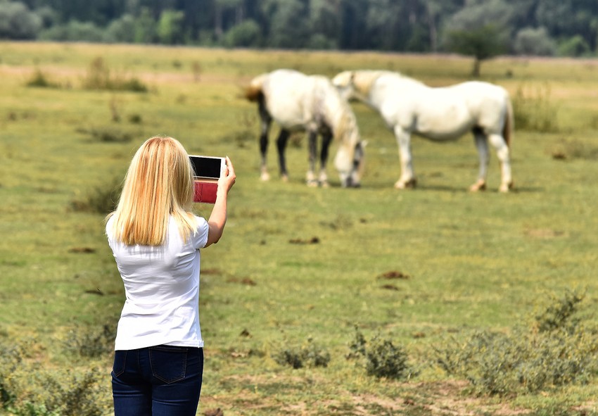  Krčedinska ada foto Nenad Mihajlovic