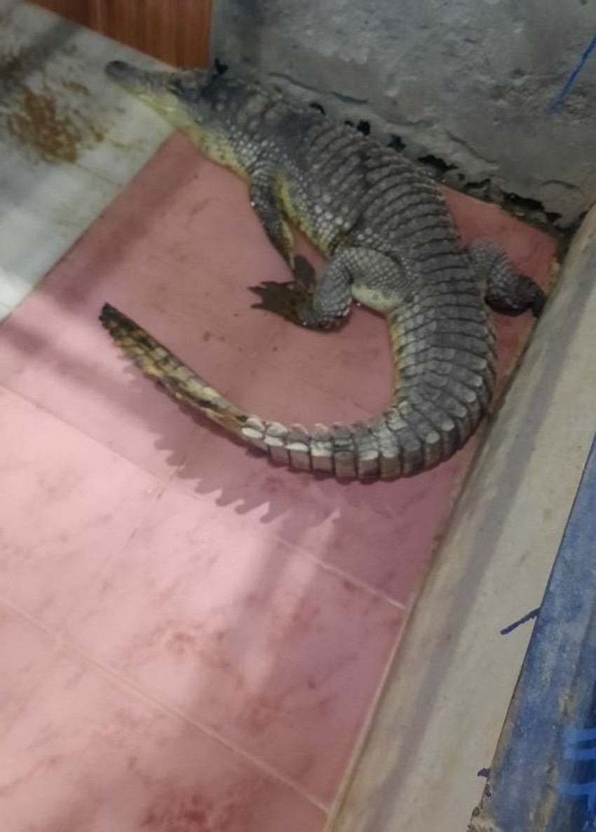 U Nubijskom selu svaka kuća ima krokodila za kućnog ljubimca