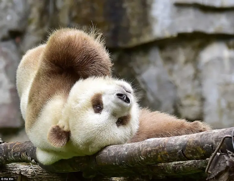 boredpanda.com