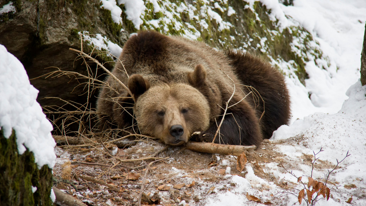 Popularny szlak w Tatrach zamknięty z powodu śpiącej niedźwiedzicy