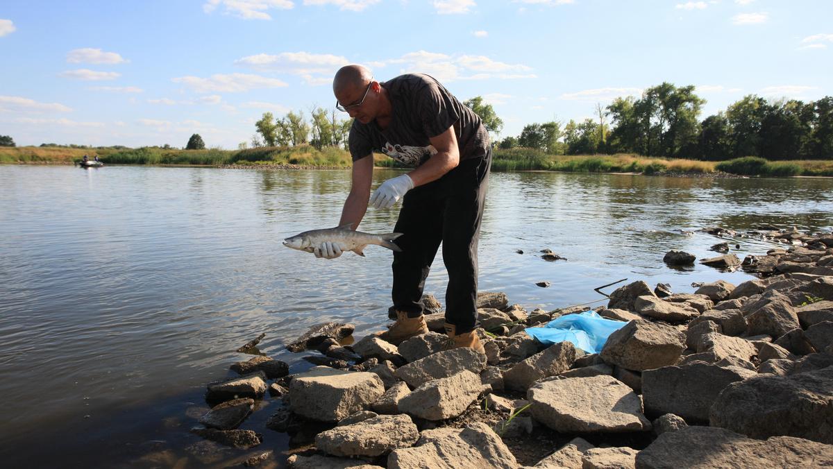 Mieszkańcy wsi Cigacice zbierają śnięte ryby w rzece Odrze
