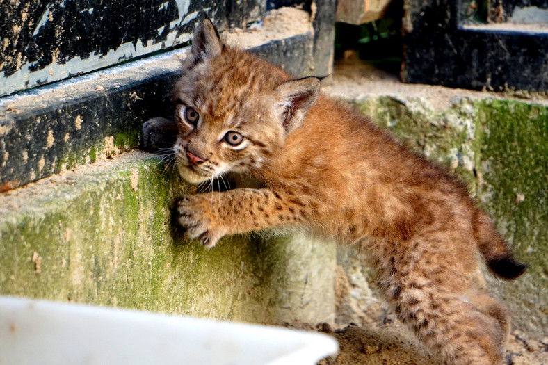 Samica rysia z wrocławskiego zoo