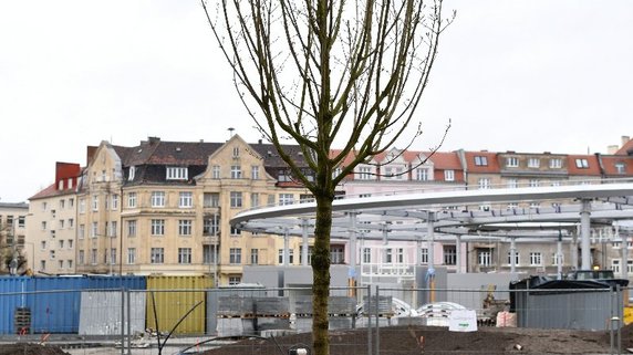 Rynek Łazarski w Poznaniu: nasadzono nowe drzewa i krzewy!